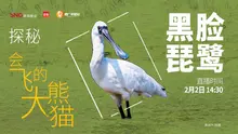 探秘“会飞的大熊猫”黑脸琵鹭