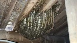 北京一平房修缮时发现“巨无霸”蜂巢！消防员用炒菜锅铲对蜂巢紧急铲除